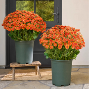 💥Last Day 70% OFF🌼- Artificial Outdoor Sunset Mums Flowers - UV resistant, Waterproof, Windproof