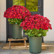 💥Last Day 70% OFF🌼- Artificial Outdoor Sunset Mums Flowers - UV resistant, Waterproof, Windproof